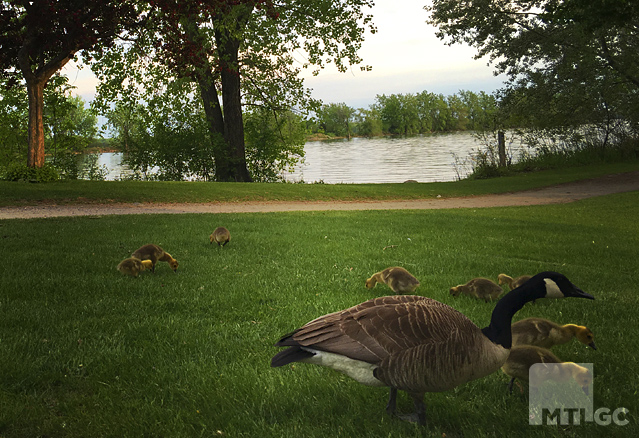 Un refuge d'oiseaux migrateurs au Par des Rapides.