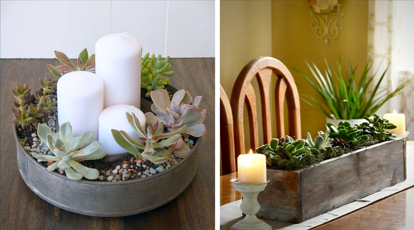 succulentes__centre_de_table