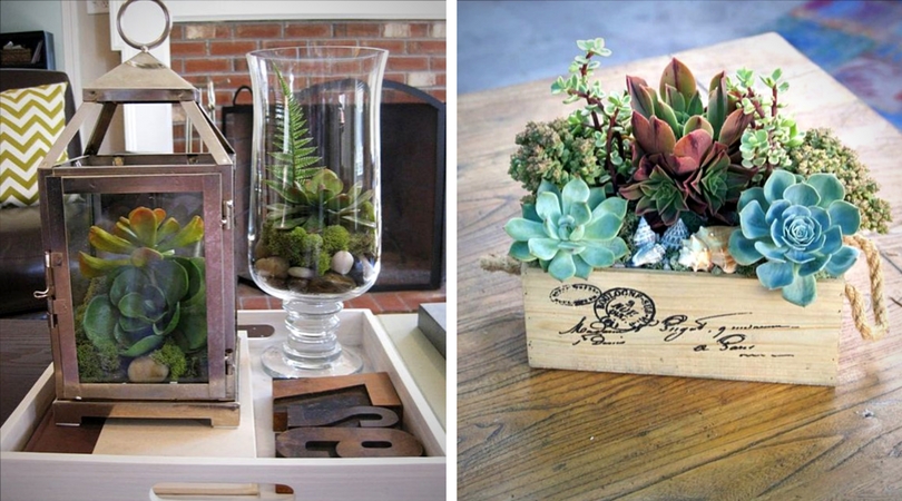 succulentes__table