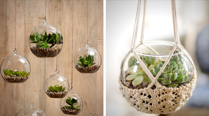 succulentes_boule_verre