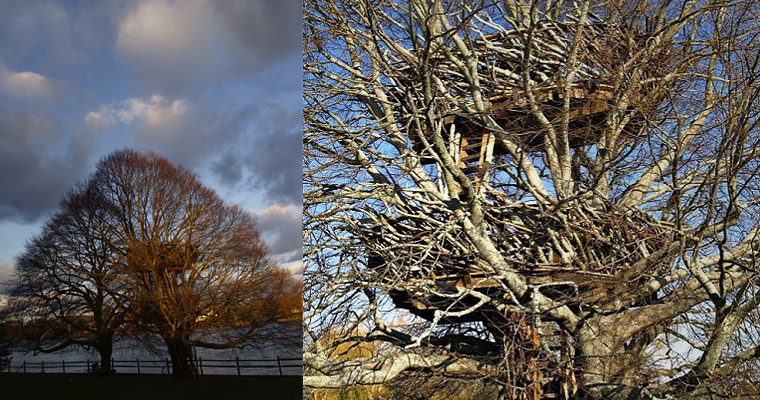 montreal-condo-tree-house-floated