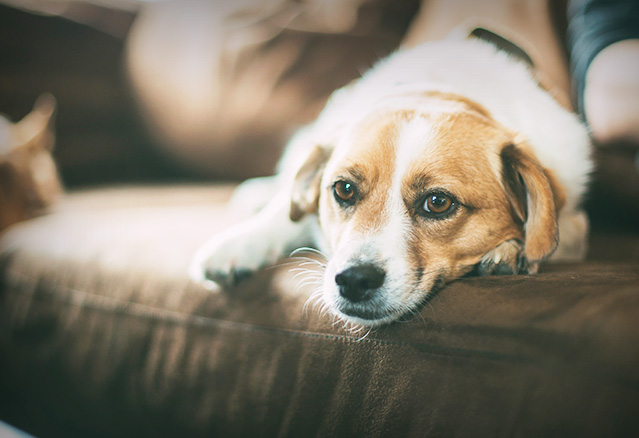 chien sur le divan dans une habitation neuve