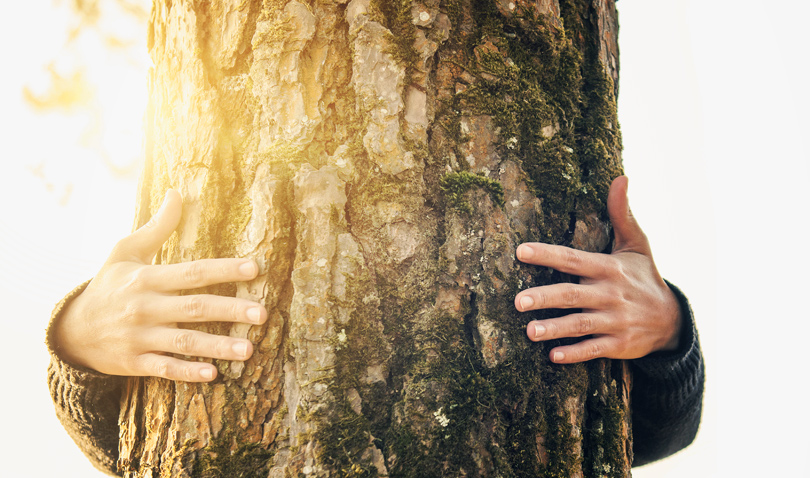 Havre des pins arbre coopréatif