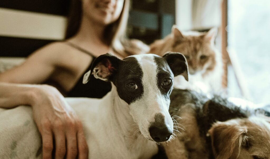 appartements et condos locatifs où les animaux de compagnie sont acceptés