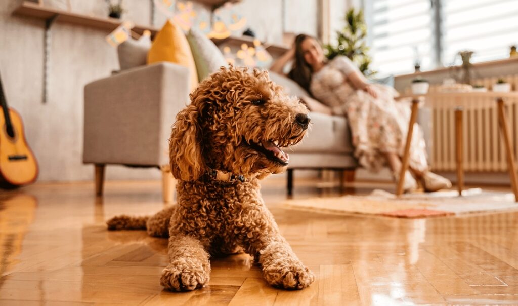 10 complexes d’appartements où les animaux sont les bienvenus