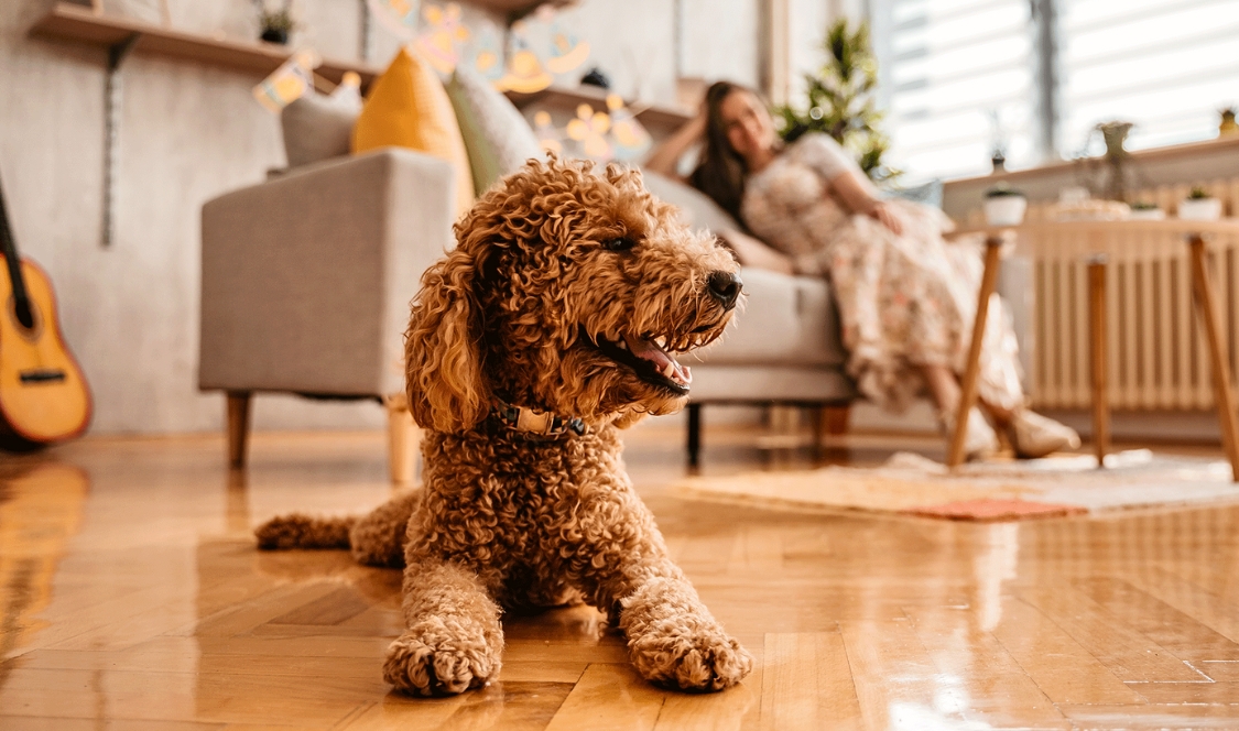 10 complexes d’appartements où les animaux sont les bienvenus